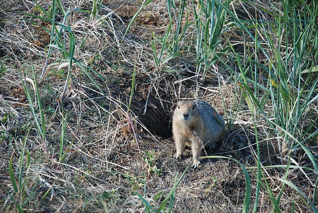 ground squirrel burrow