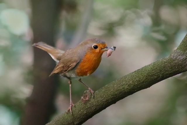 Robin foraging