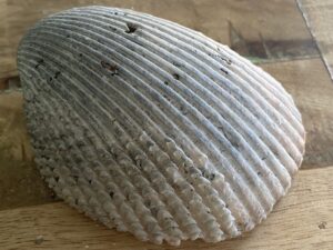 The Mystery of Shells – Childhood By Nature