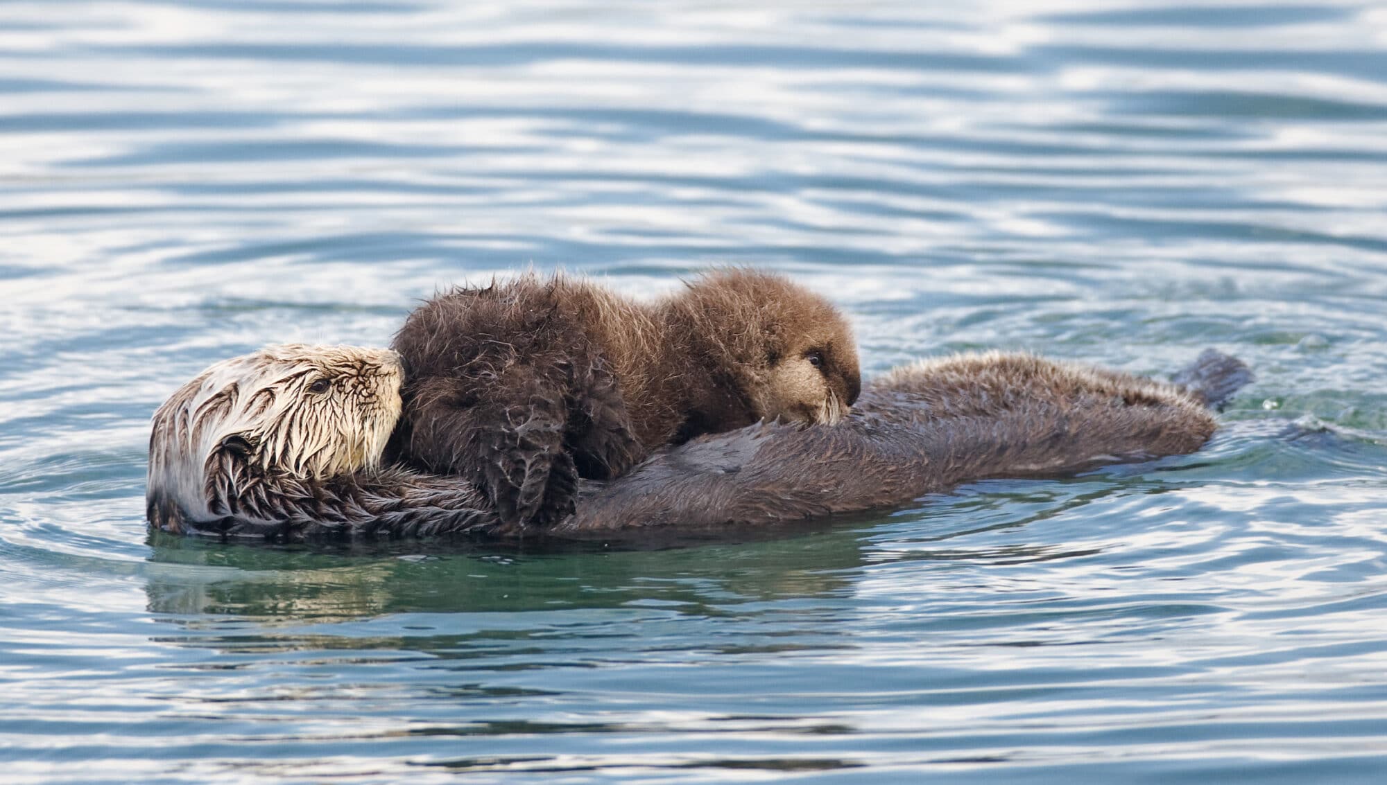 Sea otter with pup