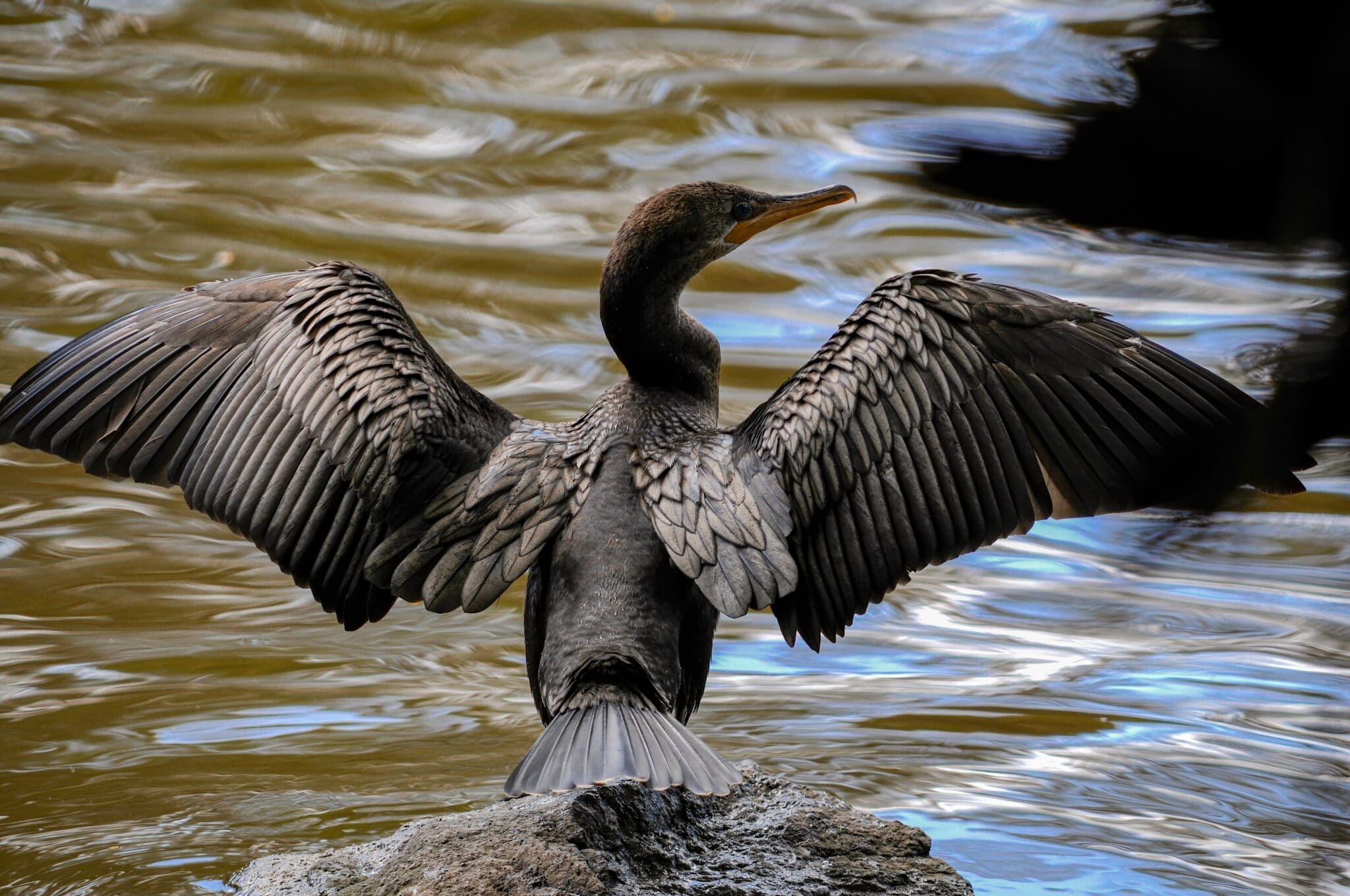 cormorant delta pose