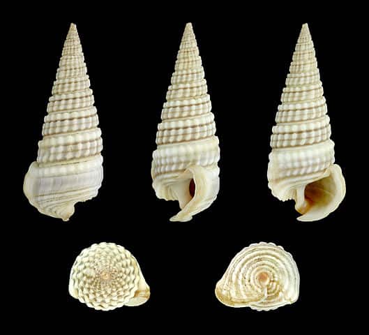 Horn Snail Shells