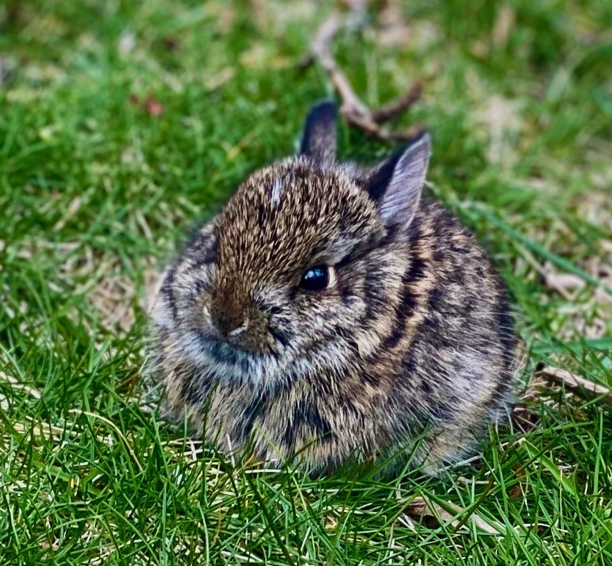 Baby bunny sitting in the grass
