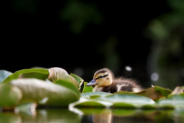 baby duckling in water