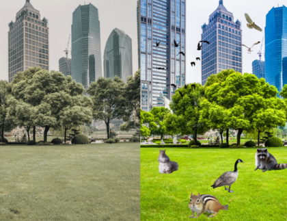 city nature before and after