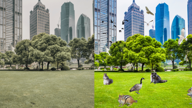 city nature before and after