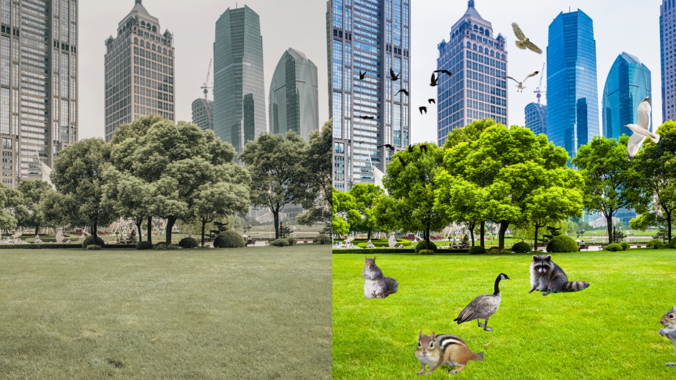 city nature before and after