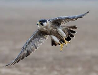 peregrine falcon