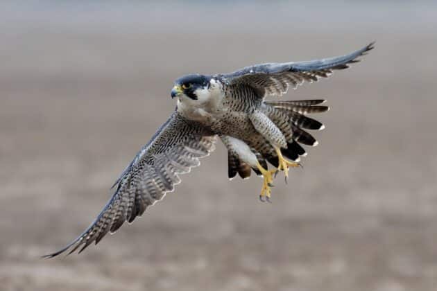 peregrine falcon