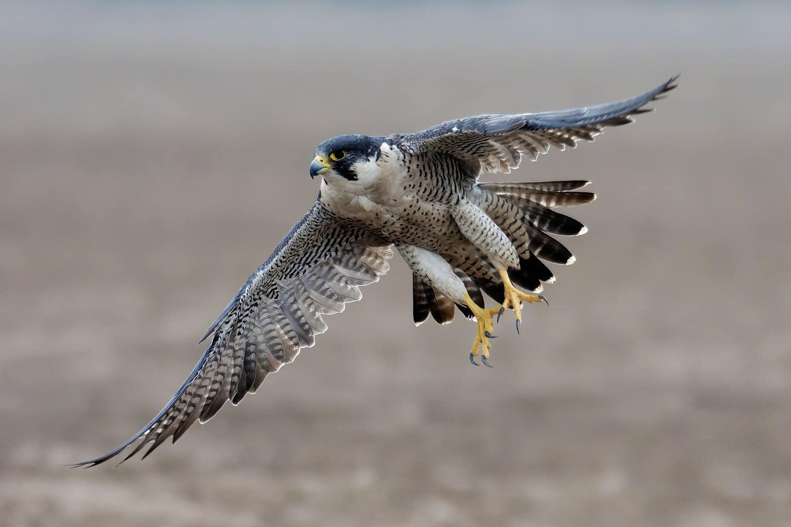 peregrine falcon