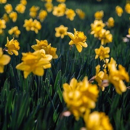 daffodils-6157253_640